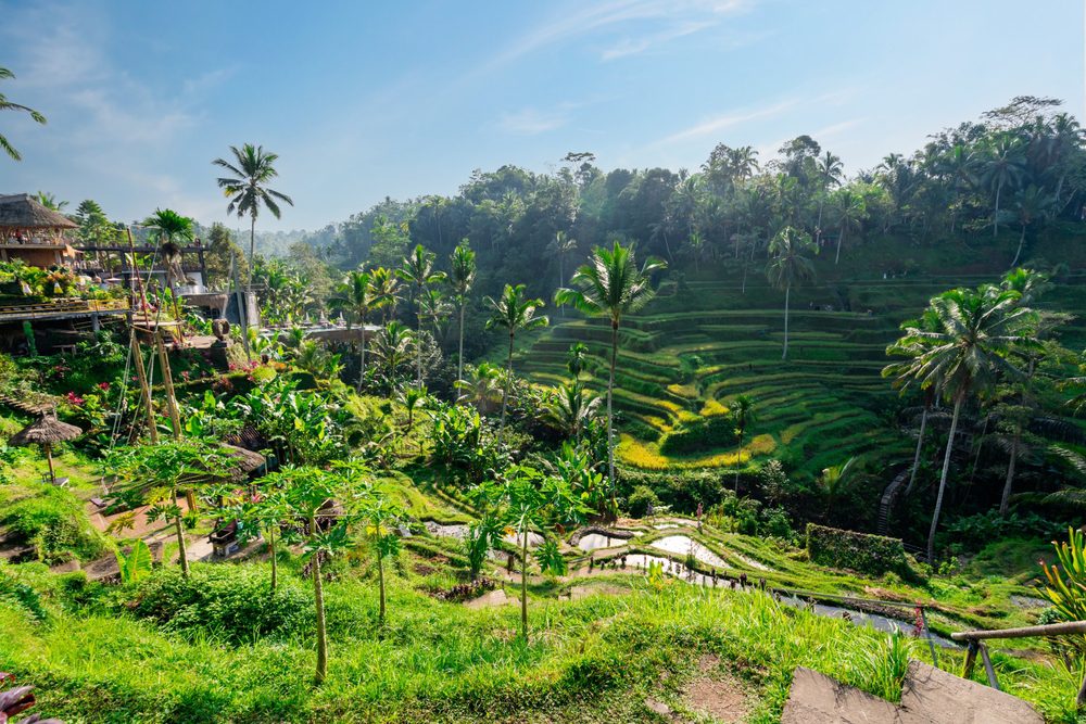 Campos de Arroz de Ubud, Ubud, Bali, Onde viajar segundo o seu signo em 2026