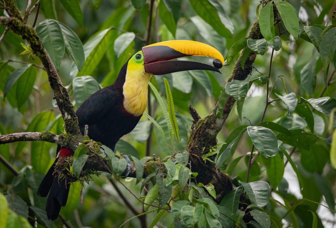 Costa Rica: Vulcões, Selva e Praias. Guia para Quem Quer Natureza a Sério