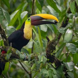 Costa Rica: Vulcões, Selva e Praias. Guia para Quem Quer Natureza a Sério