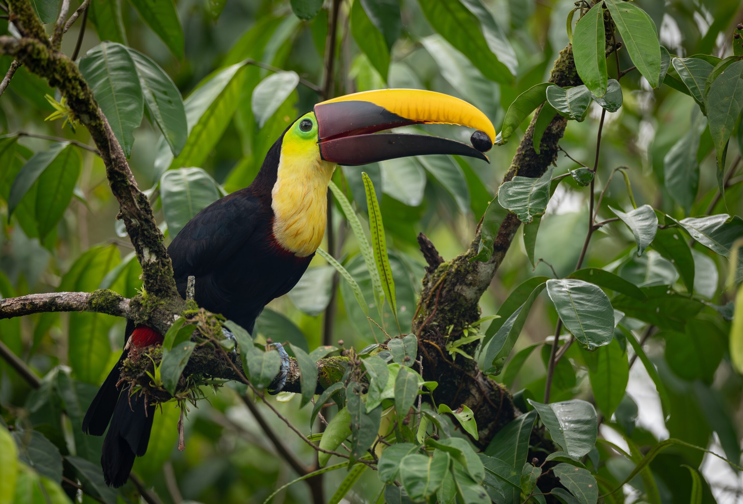 Costa Rica: Vulcões, Selva e Praias. Guia para Quem Quer Natureza a Sério