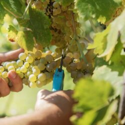 Vindimas em Portugal: viver a época das colheitas no Douro, Alentejo, Bairrada e Setúbal