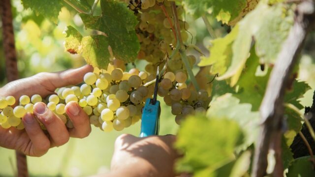 Vindimas em Portugal: viver a época das colheitas no Douro, Alentejo, Bairrada e Setúbal